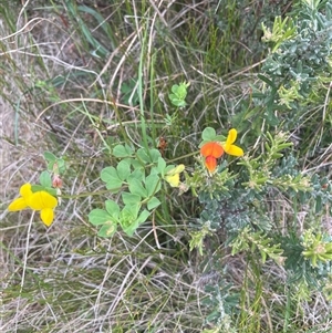 Lotus corniculatus (Birds-Foot Trefoil) at Rendezvous Creek, ACT by nathkay