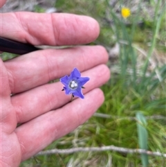 Wahlenbergia ceracea at Rendezvous Creek, ACT - 29 Nov 2024 by nathkay