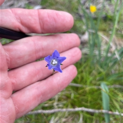 Wahlenbergia ceracea at Rendezvous Creek, ACT - 29 Nov 2024 by nathkay