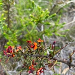 Daviesia ulicifolia at Rendezvous Creek, ACT - 29 Nov 2024 by nathkay