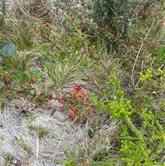 Daviesia ulicifolia subsp. ruscifolia at Rendezvous Creek, ACT - 29 Nov 2024 12:18 PM