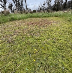 Nymphoides montana at Rendezvous Creek, ACT - 29 Nov 2024