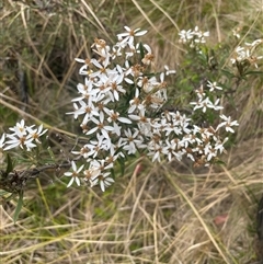 Olearia erubescens (Silky Daisybush) at Cotter River, ACT - 28 Nov 2024 by nathkay