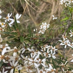 Olearia erubescens at Cotter River, ACT - 29 Nov 2024 09:03 AM