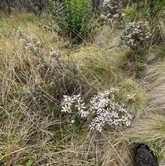 Olearia erubescens at Cotter River, ACT - 29 Nov 2024