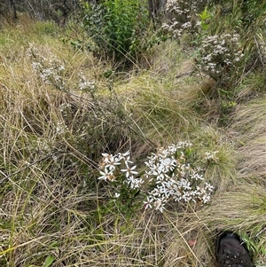 Olearia erubescens at Cotter River, ACT - 29 Nov 2024