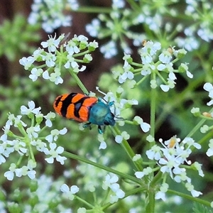 Castiarina crenata at Bungendore, NSW - 29 Nov 2024