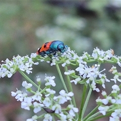 Castiarina crenata at Bungendore, NSW - 29 Nov 2024