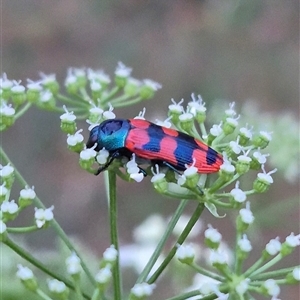 Castiarina crenata at Bungendore, NSW - suppressed