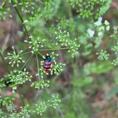 Castiarina crenata at Bungendore, NSW - 29 Nov 2024