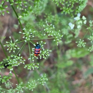 Castiarina crenata at Bungendore, NSW - 29 Nov 2024