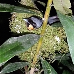 Symposiachrus trivirgatus (Spectacled Monarch) at Ghan, NT - 29 Nov 2024 by Brouhaha