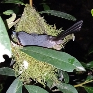 Symposiachrus trivirgatus at Ghan, NT - 29 Nov 2024