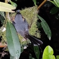 Symposiachrus trivirgatus at Ghan, NT - 29 Nov 2024 09:00 PM