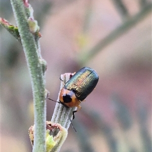 Aporocera (Aporocera) consors at Bungendore, NSW - suppressed