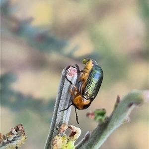 Aporocera (Aporocera) consors at Bungendore, NSW - suppressed