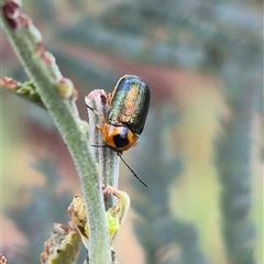 Aporocera (Aporocera) consors at Bungendore, NSW - suppressed