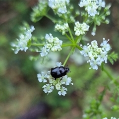 Onthophagus sp. (genus) at suppressed - suppressed