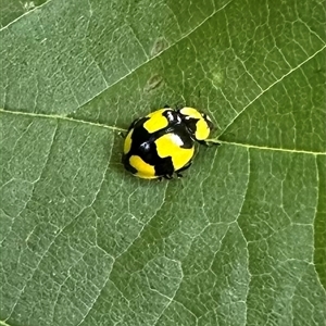 Illeis galbula (Fungus-eating Ladybird) at Ainslie, ACT by Pirom