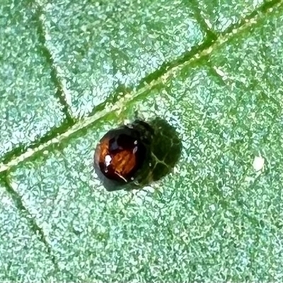Serangium (genus) (Lady beetle) at Ainslie, ACT - 21 Nov 2024 by Pirom