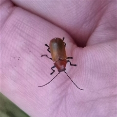 Ecnolagria grandis at Bungendore, NSW - suppressed