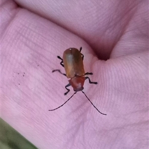 Ecnolagria grandis at Bungendore, NSW - suppressed