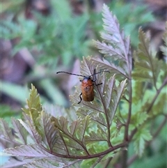 Aporocera sp. (genus) (Unidentified Aporocera leaf beetle) at Bungendore, NSW - 29 Nov 2024 by clarehoneydove