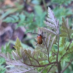 Aporocera sp. (genus) at Bungendore, NSW - suppressed