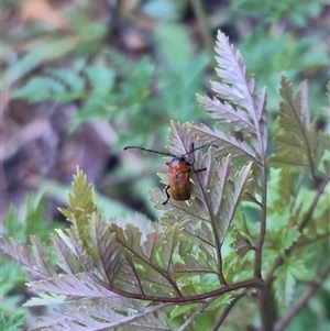 Aporocera sp. (genus) at Bungendore, NSW - suppressed