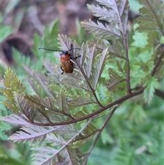 Aporocera sp. (genus) at Bungendore, NSW - suppressed