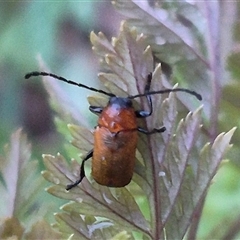 Aporocera sp. (genus) at Bungendore, NSW - 29 Nov 2024