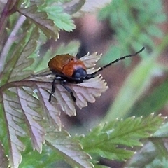 Aporocera sp. (genus) at Bungendore, NSW - suppressed