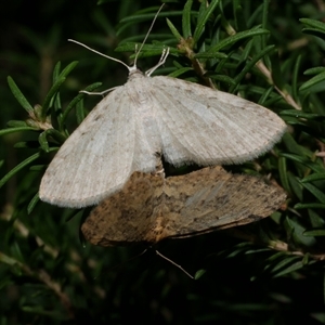 Poecilasthena scoliota at Freshwater Creek, VIC - 31 May 2020