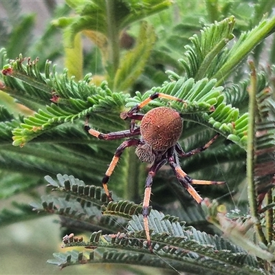 Araneus hamiltoni at Bungendore, NSW - 29 Nov 2024 by clarehoneydove