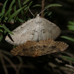 Poecilasthena scoliota at Freshwater Creek, VIC - 30 May 2020