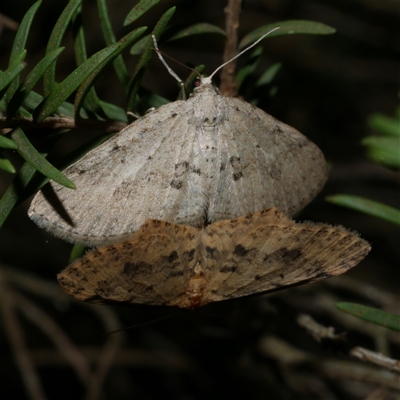 Poecilasthena scoliota (A Geometer moth (Larentiinae)) at Freshwater Creek, VIC - 30 May 2020 by WendyEM