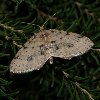 Poecilasthena scoliota (A Geometer moth (Larentiinae)) at Freshwater Creek, VIC - 30 May 2020 by WendyEM