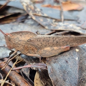 Goniaea australasiae (Gumleaf grasshopper) at Bungendore, NSW by clarehoneydove