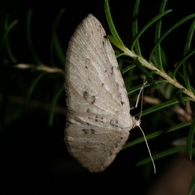 Poecilasthena scoliota (A Geometer moth (Larentiinae)) at Freshwater Creek, VIC - 29 May 2020 by WendyEM