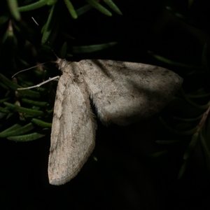 Poecilasthena scoliota at Freshwater Creek, VIC - 29 May 2020