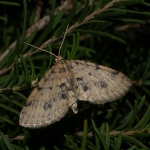 Poecilasthena scoliota at Freshwater Creek, VIC - 29 May 2020