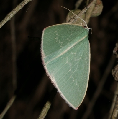 Chlorocoma dichloraria (Guenee's or Double-fringed Emerald) at Freshwater Creek, VIC - 29 May 2020 by WendyEM