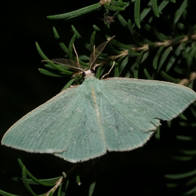 Chlorocoma dichloraria (Guenee's or Double-fringed Emerald) at Freshwater Creek, VIC - 29 May 2020 by WendyEM