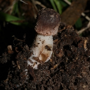 zz agaric (stem; gill colour unknown) at Freshwater Creek, VIC - 28 May 2020