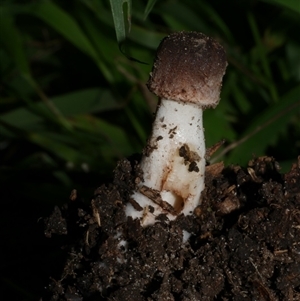 zz agaric (stem; gill colour unknown) at Freshwater Creek, VIC - 28 May 2020