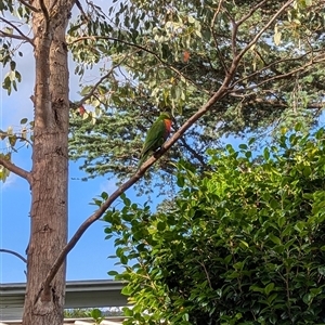 Trichoglossus moluccanus (Rainbow Lorikeet) at Mount Kembla, NSW by BackyardHabitatProject