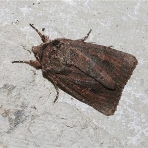 Dasygaster padockina at Freshwater Creek, VIC - 17 May 2020