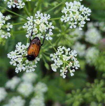 Phyllotocus navicularis (Nectar scarab) at Bungendore, NSW - 29 Nov 2024 by clarehoneydove