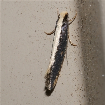 Monopis ethelella (Dead Sheep's Moth) at Freshwater Creek, VIC - 17 May 2020 by WendyEM