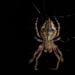 Socca pustulosa at Freshwater Creek, VIC - 17 May 2020 by WendyEM